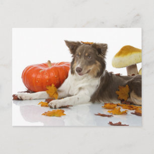 Carte Postale Collie haloween