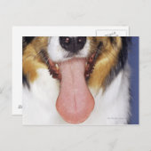Carte Postale Collie langue à balancer (Devant / Derrière)