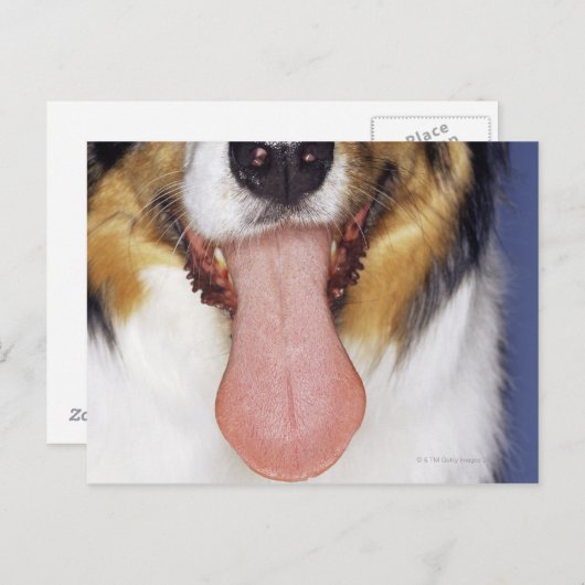Carte Postale Collie langue à balancer (Devant / Derrière)