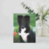 Carte Postale collie miniature (Debout devant)