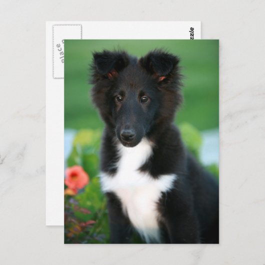 Carte Postale collie miniature (Devant / Derrière)
