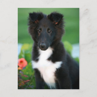 Carte Postale collie miniature