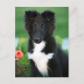 Carte Postale collie miniature (Devant)