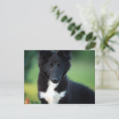 Carte Postale collie miniature (Debout devant)