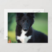Carte Postale collie miniature (Devant / Derrière)