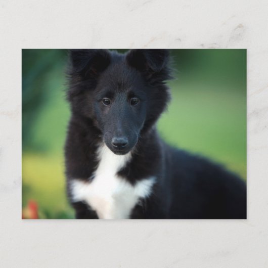 Carte Postale collie miniature (Devant)