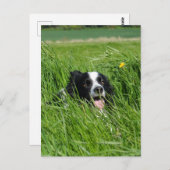 Carte Postale Collie noir et blanc en herbe (Devant / Derrière)