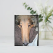 Carte postale Collie NOSE (Debout devant)