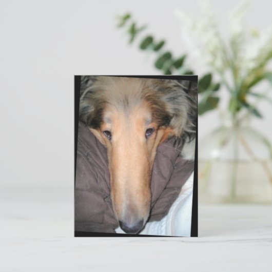Carte postale Collie NOSE (Debout devant)