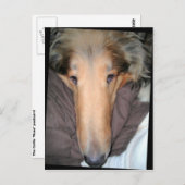 Carte postale Collie NOSE (Devant / Derrière)