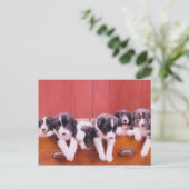 Carte postale Collie Puppies Bordure Mignonne (Debout devant)