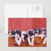 Carte postale Collie Puppies Bordure Mignonne (Devant / Derrière)