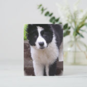 Carte postale Collie Puppy (Debout devant)