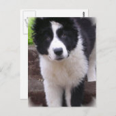 Carte postale Collie Puppy (Devant / Derrière)