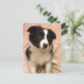 Carte postale Collie Puppy (Debout devant)