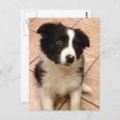 Carte postale Collie Puppy (Devant / Derrière)