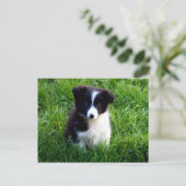 Carte postale Collie Puppy (Debout devant)