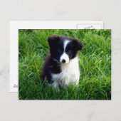 Carte postale Collie Puppy (Devant / Derrière)