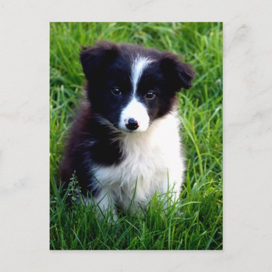 Carte postale Collie Puppy (Devant)