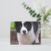 Carte postale Collie Puppy (Debout devant)