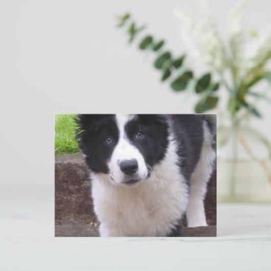 Carte postale Collie Puppy (Debout devant)