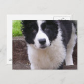 Carte postale Collie Puppy (Devant / Derrière)