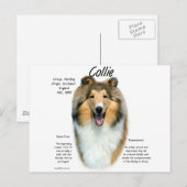 Carte Postale Collie (sable brut) Historique Conception (Devant / Derrière)