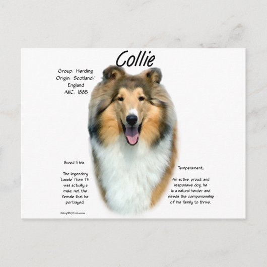 Carte Postale Collie (sable brut) Historique Conception (Devant)