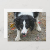 Carte postale Collie Stare Dog Bordure (Devant / Derrière)