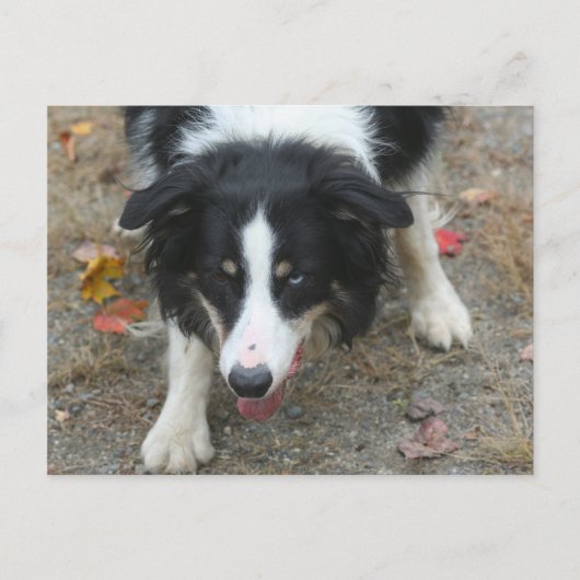 Carte postale Collie Stare Dog Bordure (Devant)