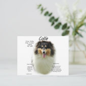 Carte Postale Collie (tri rude) Conception de l'histoire (Debout devant)