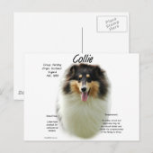 Carte Postale Collie (tri rude) Conception de l'histoire (Devant / Derrière)
