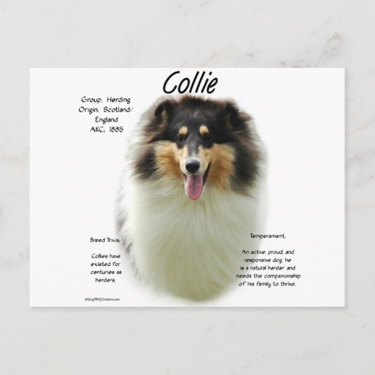 Carte Postale Collie (tri rude) Conception de l'histoire (Devant)