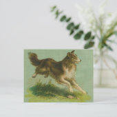 Carte postale Collie vintage (Debout devant)