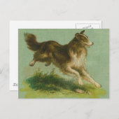 Carte postale Collie vintage (Devant / Derrière)