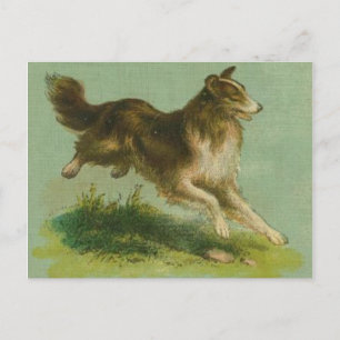 Carte postale Collie vintage