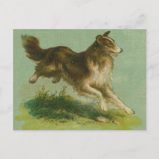 Carte postale Collie vintage