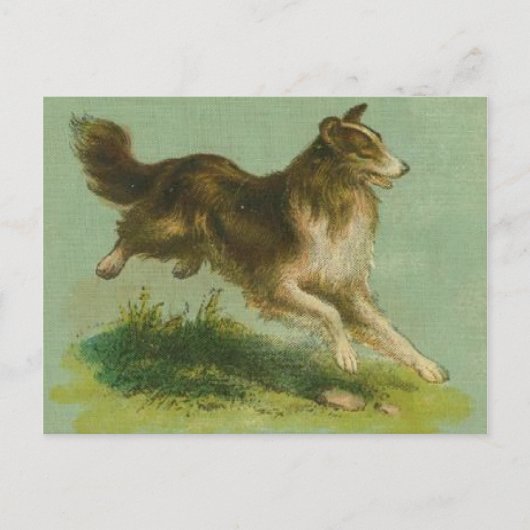 Carte postale Collie vintage (Devant)