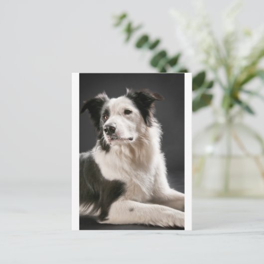 Carte Postale Collier frontalier (Debout devant)