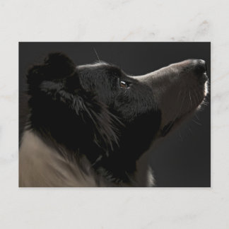 Carte Postale Collier frontalier