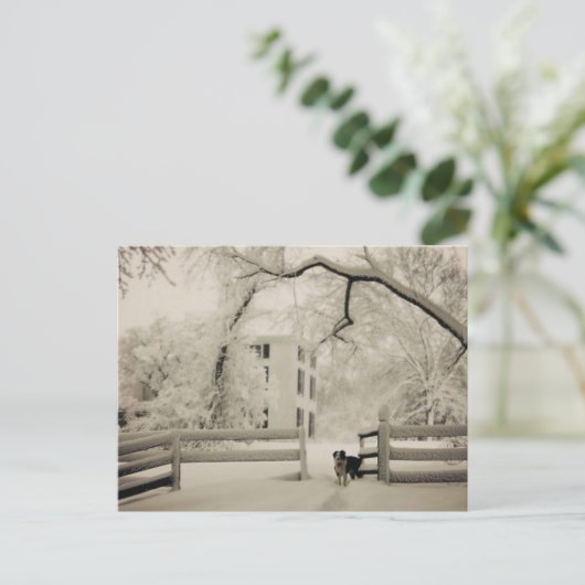 Carte Postale Collier frontalier (Debout devant)