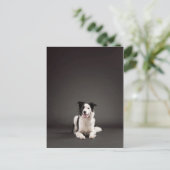 Carte Postale Collier frontalier (Debout devant)