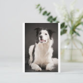 Carte Postale Collier frontalier (Debout devant)