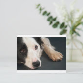 Carte Postale Collier frontalier (Debout devant)