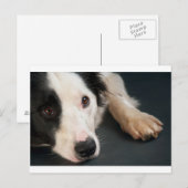 Carte Postale Collier frontalier (Devant / Derrière)