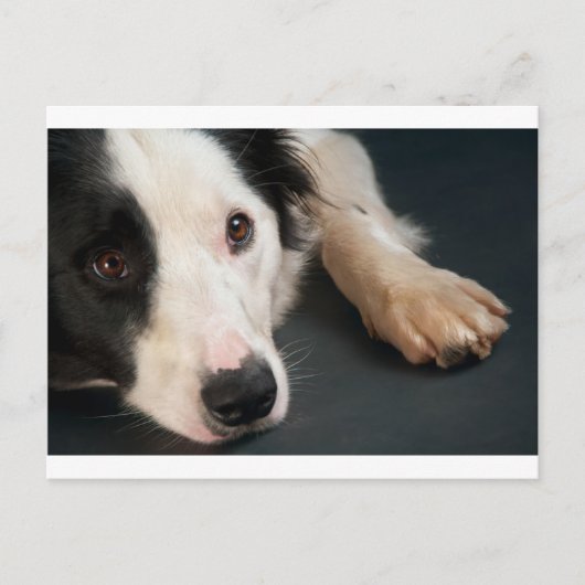 Carte Postale Collier frontalier (Devant)