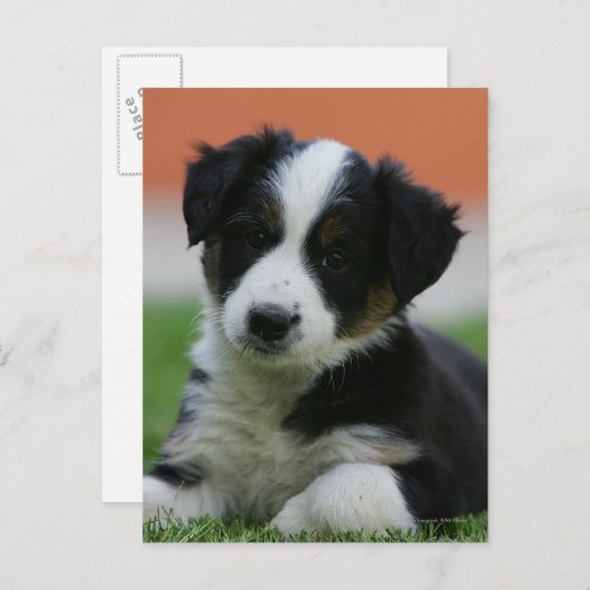 Carte Postale Collière vieille 6 semaines (Devant / Derrière)