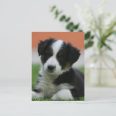 Carte Postale Collière vieille 6 semaines (Debout devant)