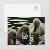 Carte Postale Colliers précieux (Devant / Derrière)