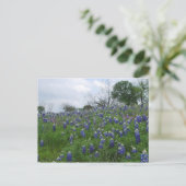 Carte Postale Colline de Bluebonnet (Debout devant)
